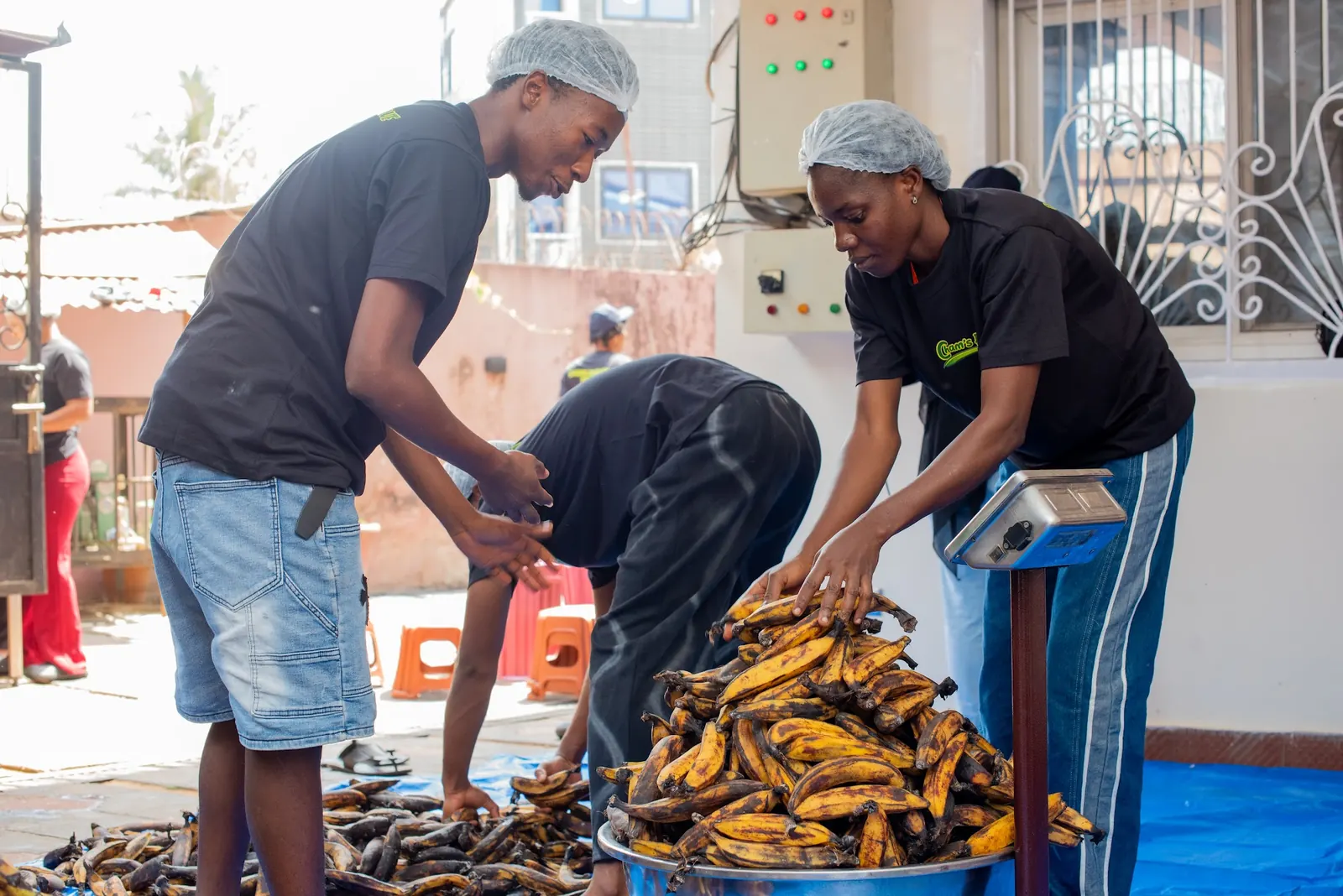 Plantains pesés à leur arrivée